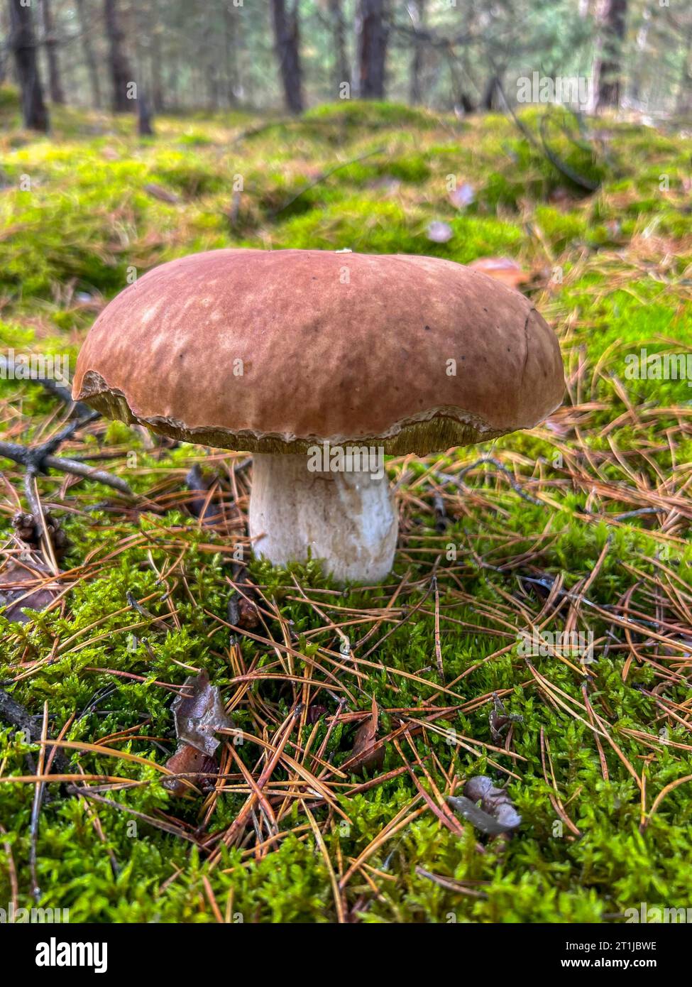 Ein Steinpilz im Wald bei Baruth Landkreis Teltow-Fläming. *** Un bolo nella foresta vicino al distretto di Baruth Teltow Fläming credito: Imago/Alamy Live News Foto Stock