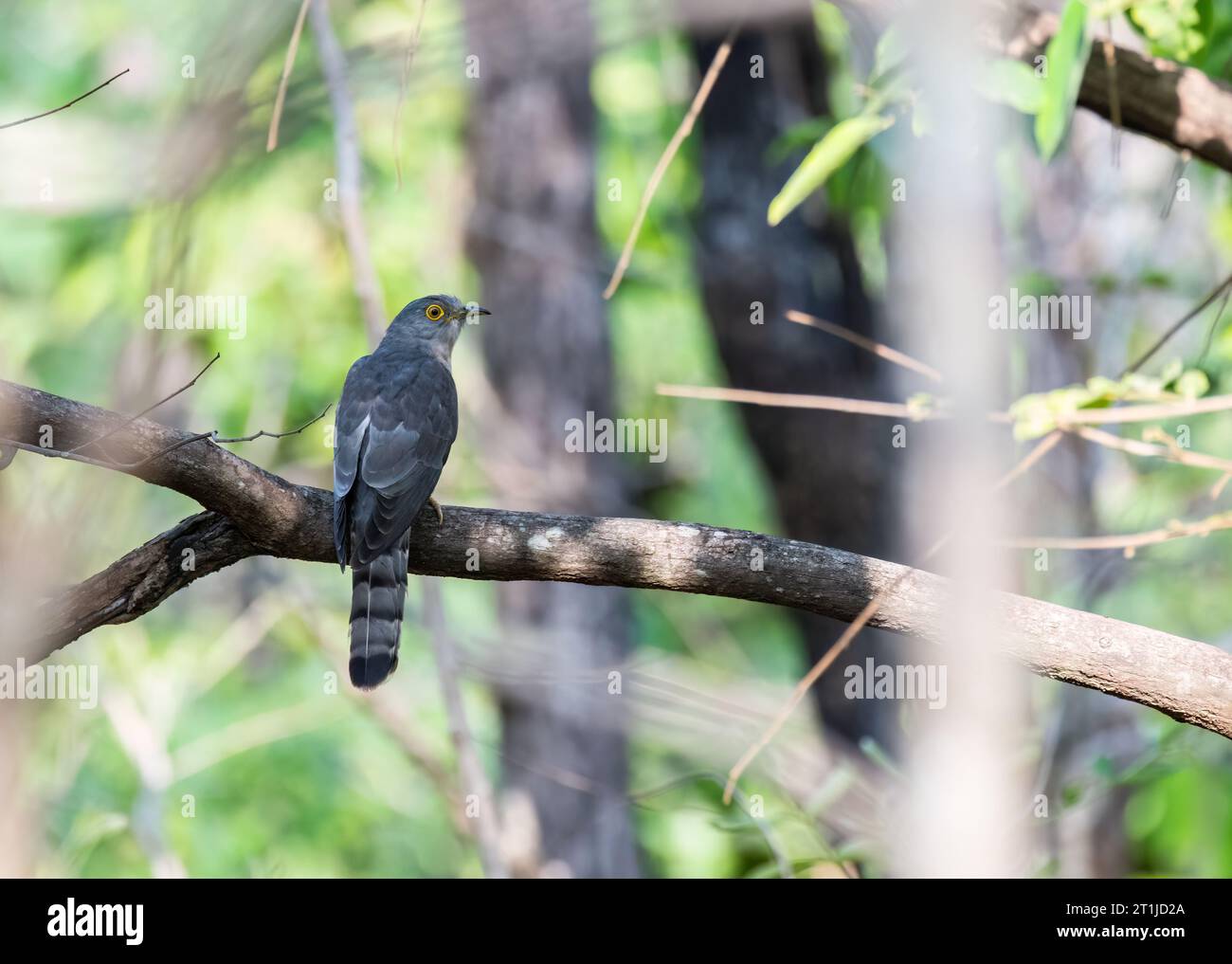 Un comune cucù di falco, noto anche come uccello della febbre cerebrale, arroccato su un ramo di albero all'interno delle giungle del Parco nazionale di Pench durante un safari naturalistico Foto Stock