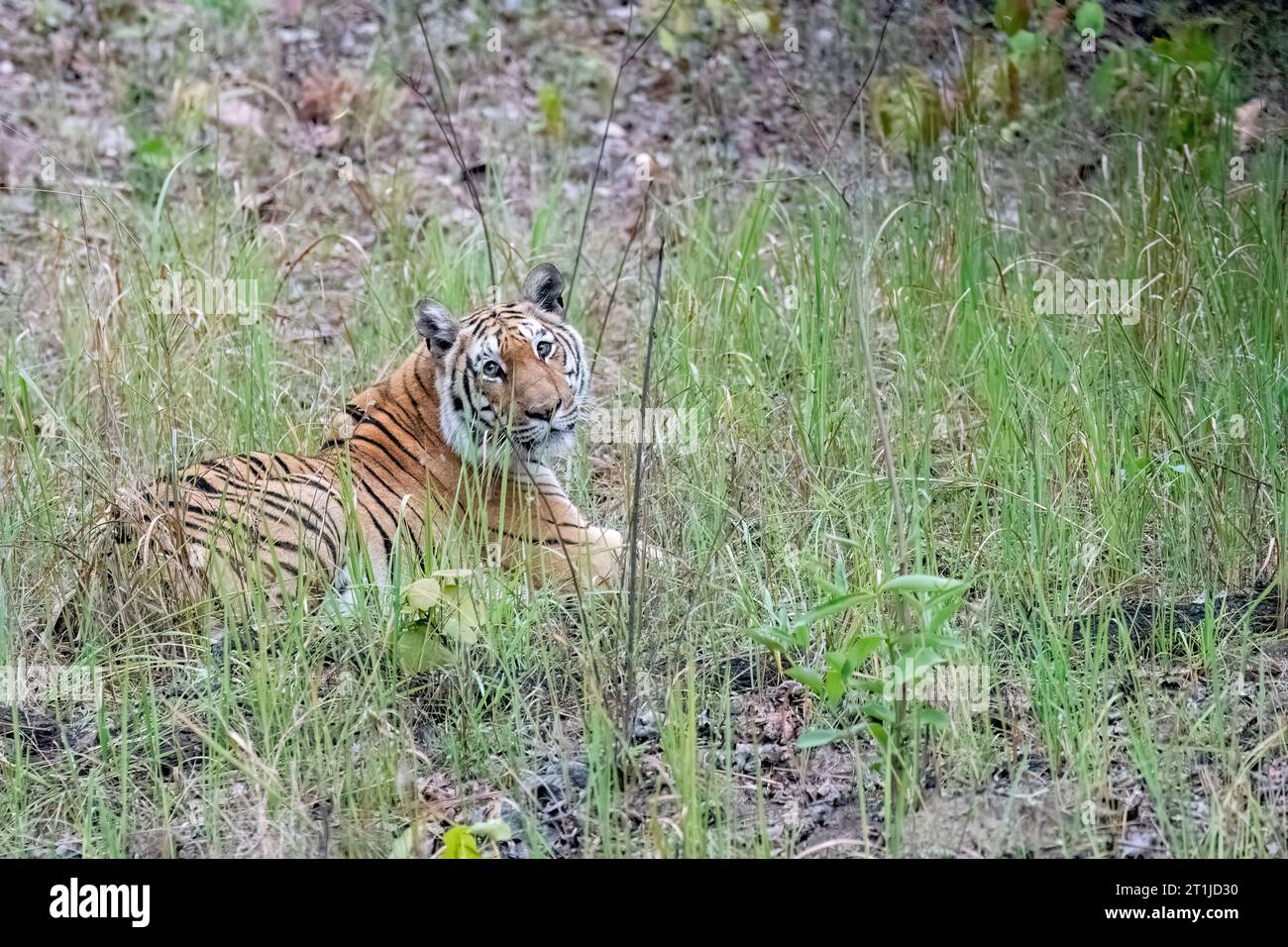 Una tigre dominante che si rilassa in erbe spesse nel caldo pomeriggio estivo all'interno delle giungle del Parco Nazionale di Pench durante un safari naturalistico Foto Stock