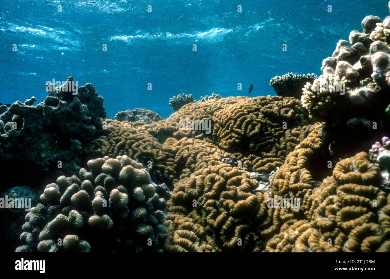 Lobed Brain Coral (Lobophyllia hemprichii) dal villaggio di Embudu, nelle Maldive. Foto Stock