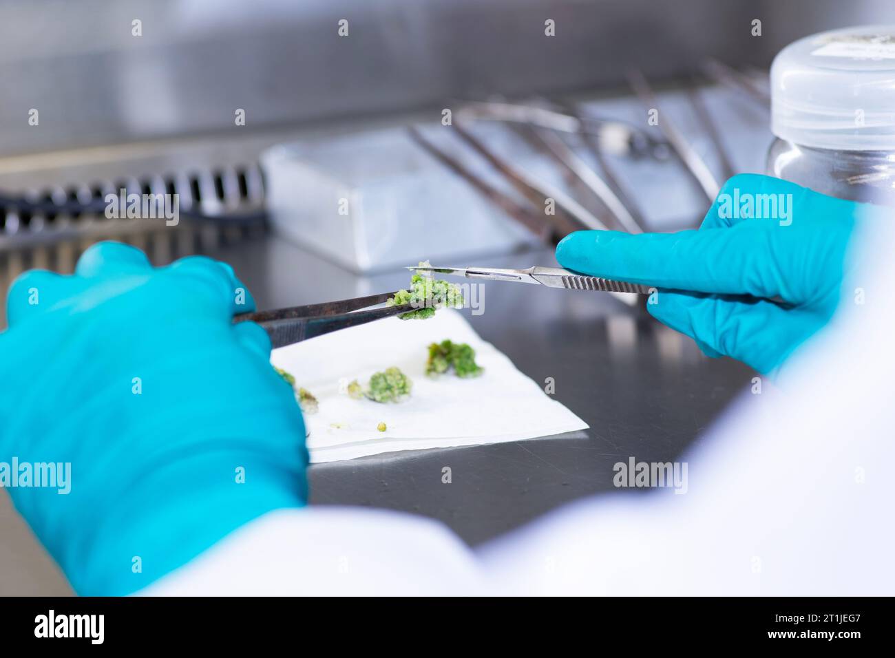 Uno scienziato che lavora in un laboratorio, che conduce ricerche agricole e prende campioni Foto Stock