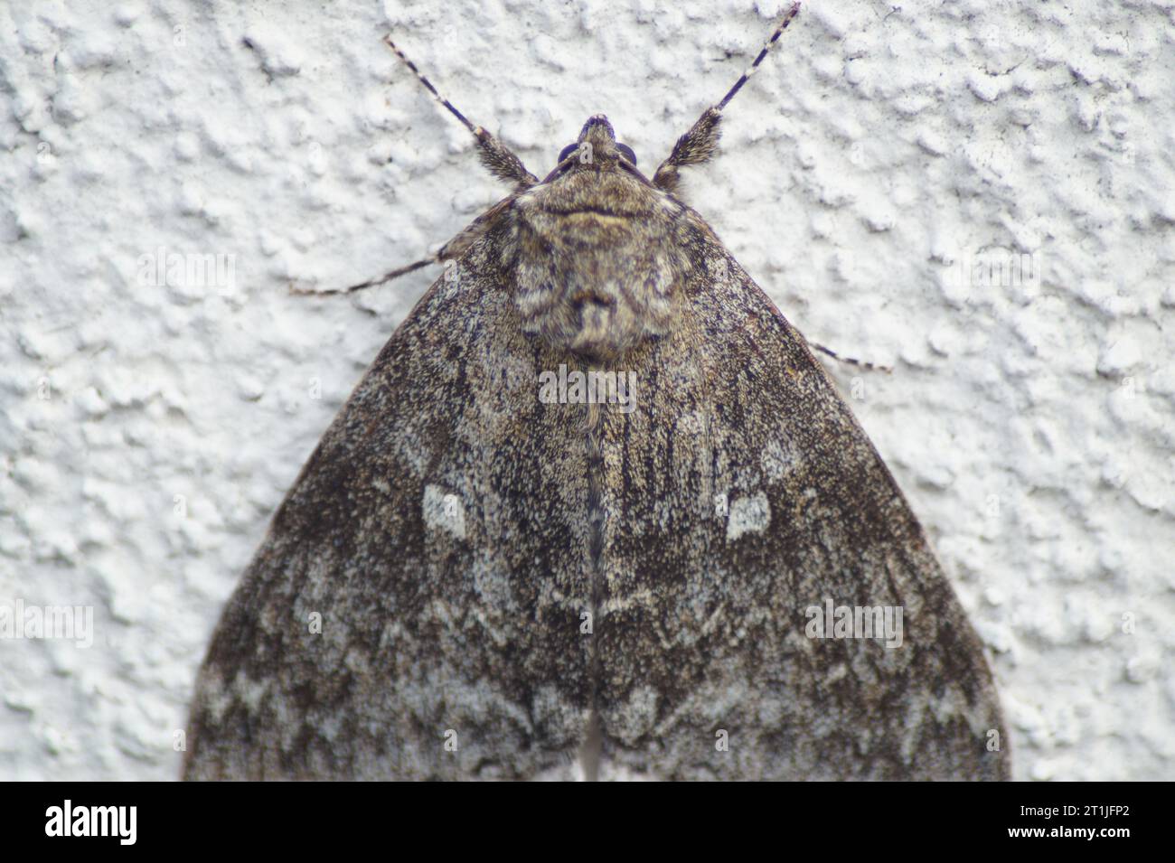 Nastro blu Moth Catocala fraxini si trova su una parete bianca Foto Stock
