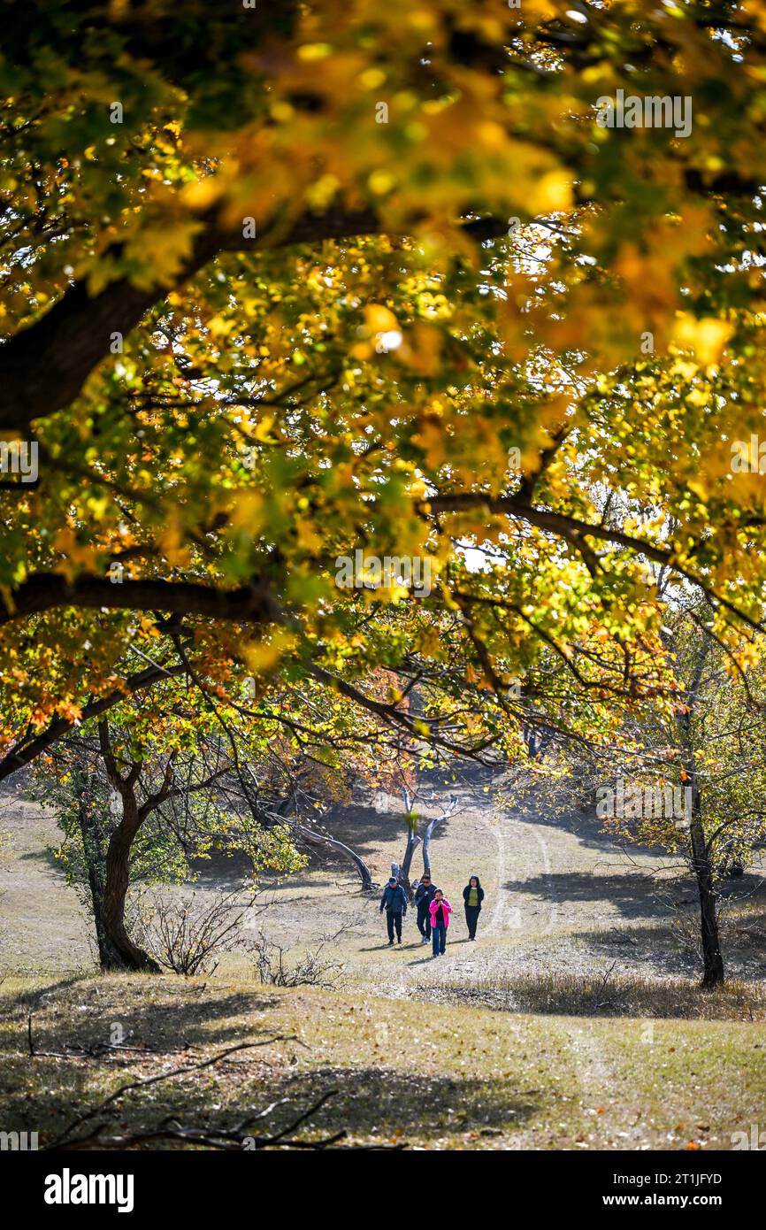 Hohhot, regione autonoma della Mongolia interna cinese. 14 ottobre 2023. I turisti visitano un parco forestale a Horqin Banner posteriore dell'ala sinistra della città di Tongliao, regione autonoma della Mongolia interna della Cina settentrionale, 14 ottobre 2023. Crediti: Lian Zhen/Xinhua/Alamy Live News Foto Stock