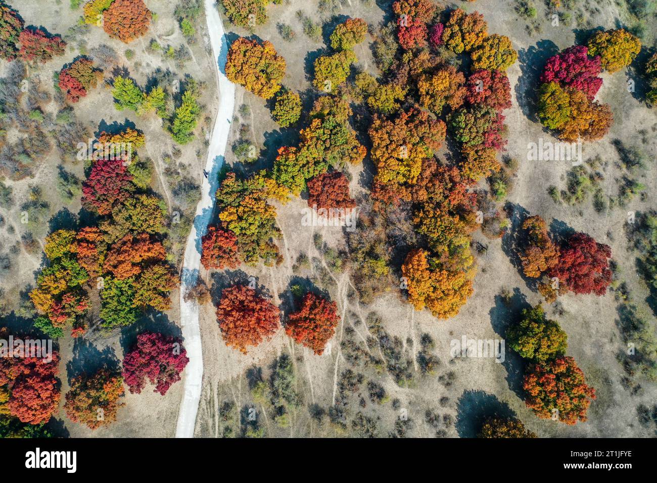 Hohhot. 14 ottobre 2023. Questa foto aerea scattata il 14 ottobre 2023 mostra lo scenario autunnale di un parco forestale nella bandiera posteriore dell'ala sinistra di Horqin della città di Tongliao, nella regione autonoma della Mongolia interna della Cina settentrionale. Crediti: Lian Zhen/Xinhua/Alamy Live News Foto Stock