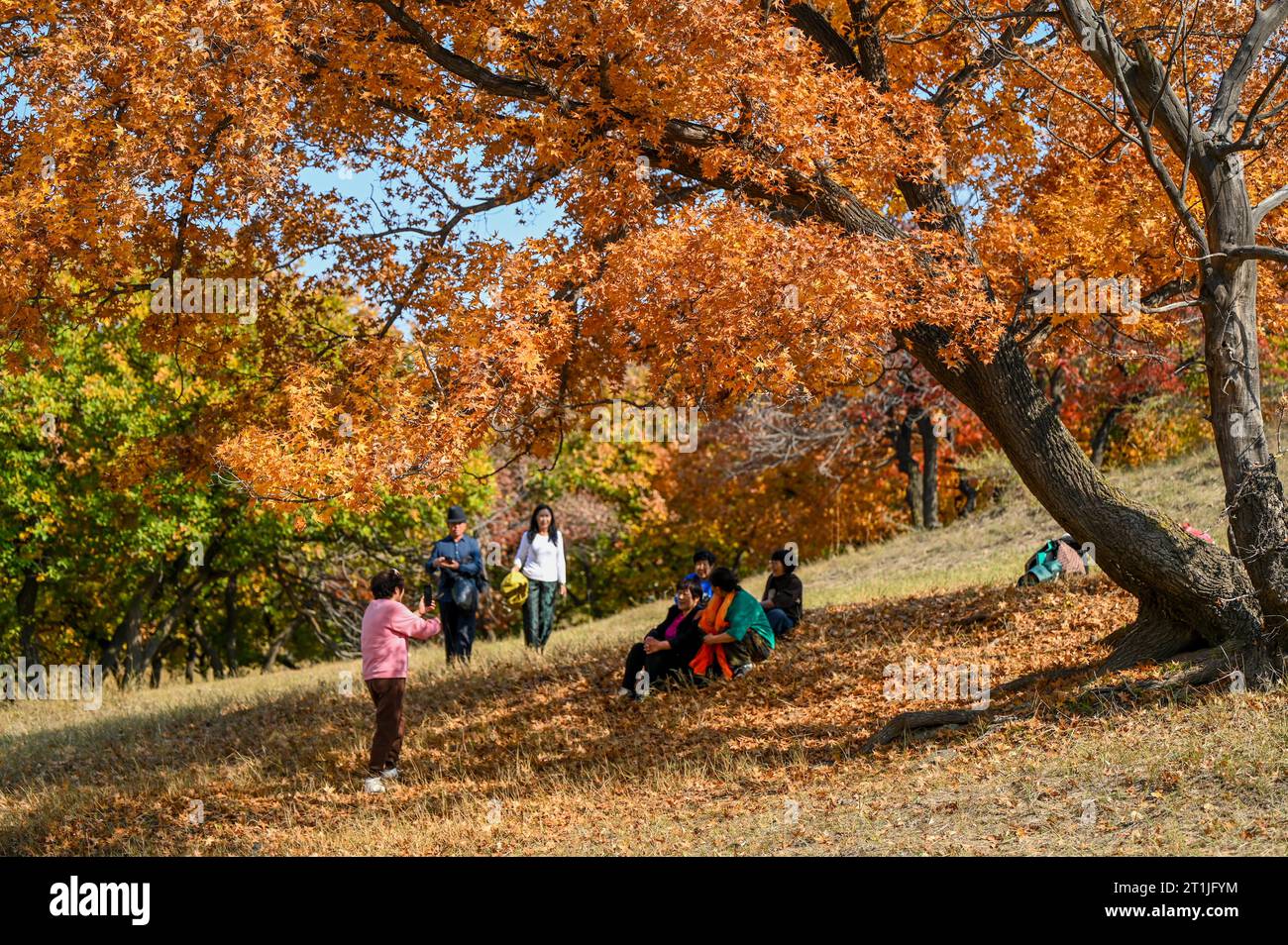 Hohhot, regione autonoma della Mongolia interna cinese. 14 ottobre 2023. I turisti visitano un parco forestale a Horqin Banner posteriore dell'ala sinistra della città di Tongliao, regione autonoma della Mongolia interna della Cina settentrionale, 14 ottobre 2023. Crediti: Lian Zhen/Xinhua/Alamy Live News Foto Stock