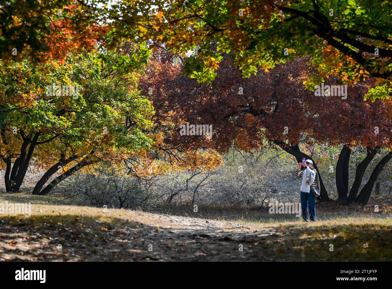 Hohhot, regione autonoma della Mongolia interna cinese. 14 ottobre 2023. Un turista visita un parco forestale a Horqin ala sinistra bandiera posteriore della città di Tongliao, regione autonoma della Mongolia interna della Cina settentrionale, 14 ottobre 2023. Crediti: Lian Zhen/Xinhua/Alamy Live News Foto Stock