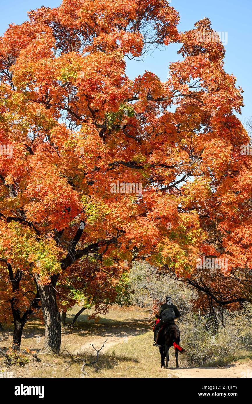 Hohhot, regione autonoma della Mongolia interna cinese. 14 ottobre 2023. Un membro del personale pattuglia un parco forestale a Horqin, ala sinistra, bandiera posteriore di Tongliao City, nella regione autonoma della Mongolia interna della Cina settentrionale, 14 ottobre 2023. Crediti: Lian Zhen/Xinhua/Alamy Live News Foto Stock
