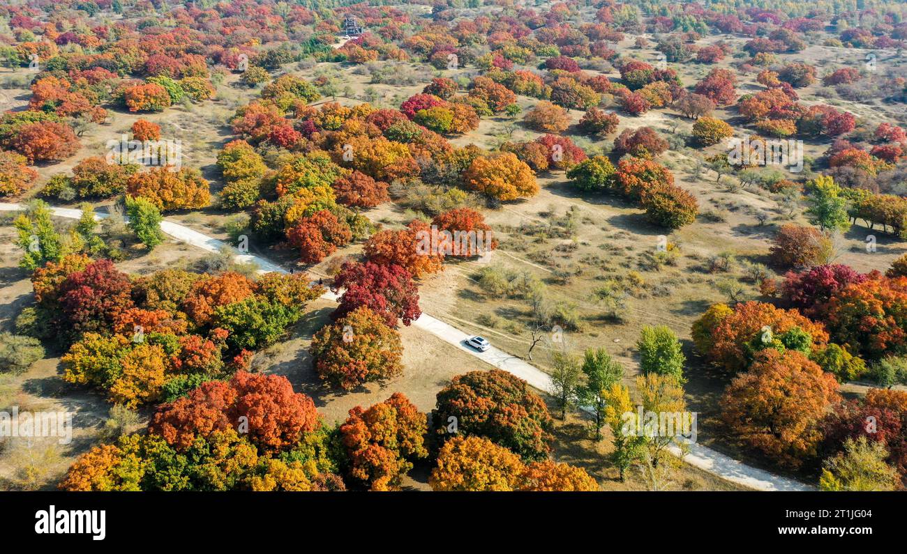 Hohhot. 14 ottobre 2023. Questa foto aerea scattata il 14 ottobre 2023 mostra lo scenario autunnale di un parco forestale nella bandiera posteriore dell'ala sinistra di Horqin della città di Tongliao, nella regione autonoma della Mongolia interna della Cina settentrionale. Crediti: Lian Zhen/Xinhua/Alamy Live News Foto Stock