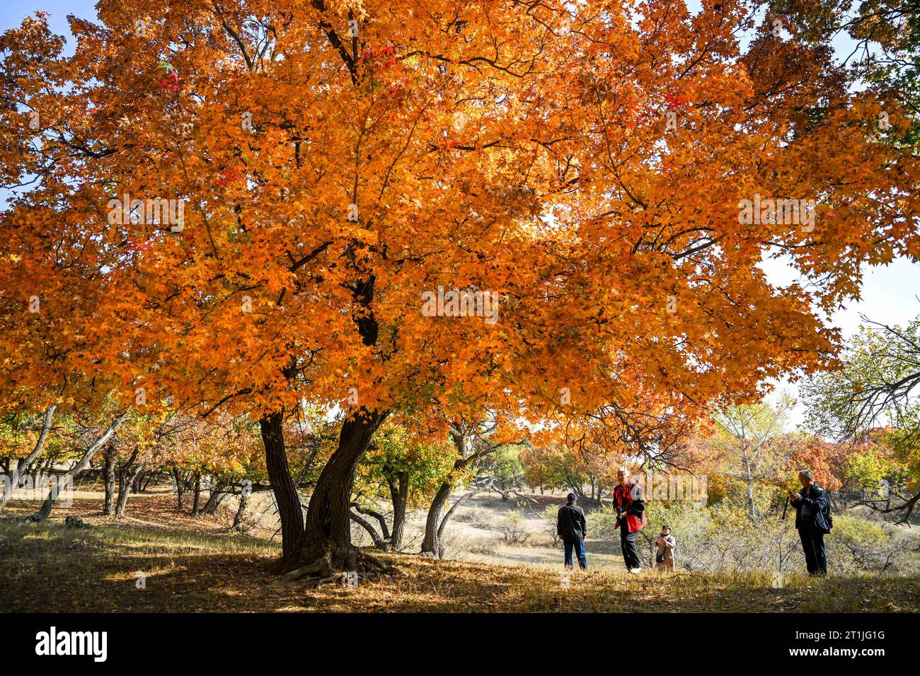 Hohhot, regione autonoma della Mongolia interna cinese. 14 ottobre 2023. I turisti vedono gli aceri in un parco forestale a Horqin, ala sinistra, bandiera posteriore di Tongliao City, regione autonoma della Mongolia interna della Cina settentrionale, 14 ottobre 2023. Crediti: Lian Zhen/Xinhua/Alamy Live News Foto Stock