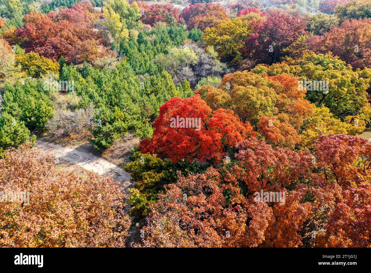 Hohhot. 14 ottobre 2023. Questa foto aerea scattata il 14 ottobre 2023 mostra lo scenario autunnale di un parco forestale nella bandiera posteriore dell'ala sinistra di Horqin della città di Tongliao, nella regione autonoma della Mongolia interna della Cina settentrionale. Crediti: Lian Zhen/Xinhua/Alamy Live News Foto Stock