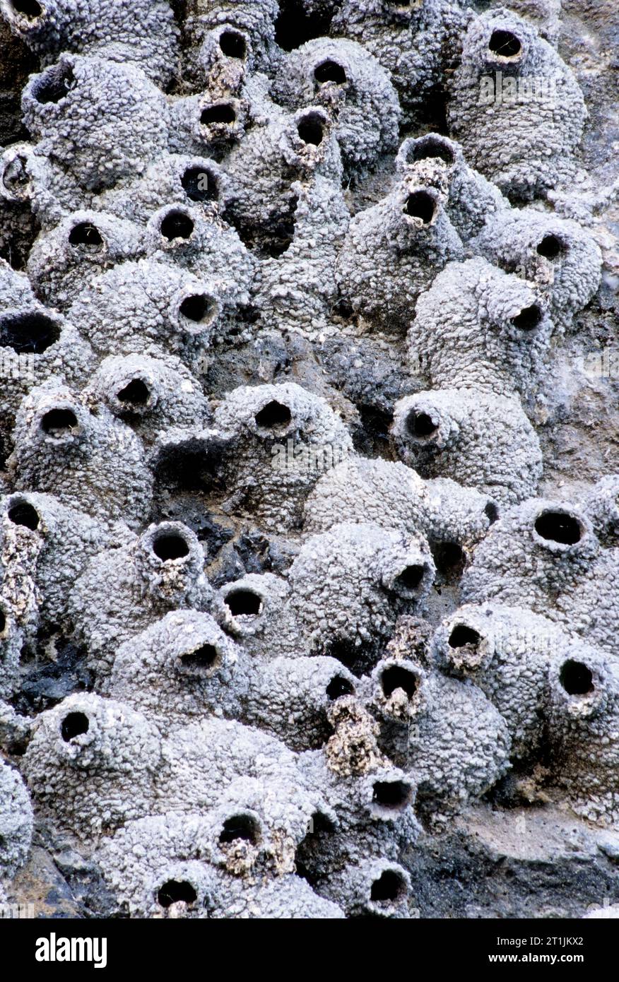 Nidi di rondine, Tule Lake National Wildlife Refuge, California Foto Stock