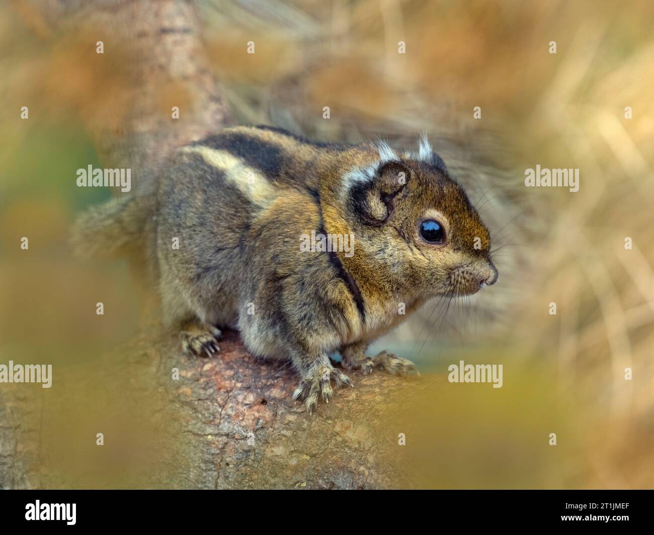 Tamiops di scoiattolo a righe asiatiche Foto Stock