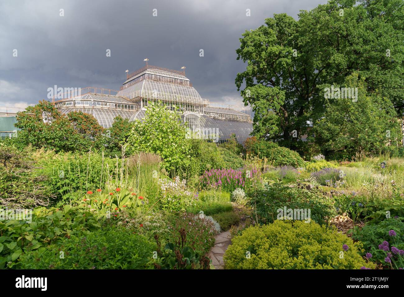 Serra tropicale, giardino botanico. Territorio di orangerie con piante ornamentali in fiore Foto Stock