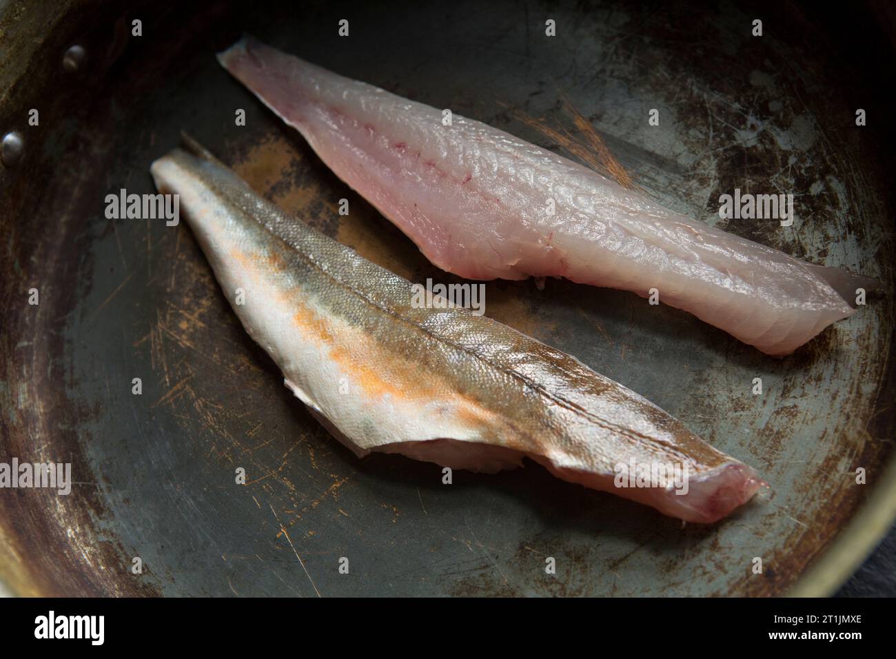 Filetti freschi e crudi di una gurnard, Chelidonichthys lucerna, catturati nella Manica. Dorset Inghilterra Regno Unito GB Foto Stock