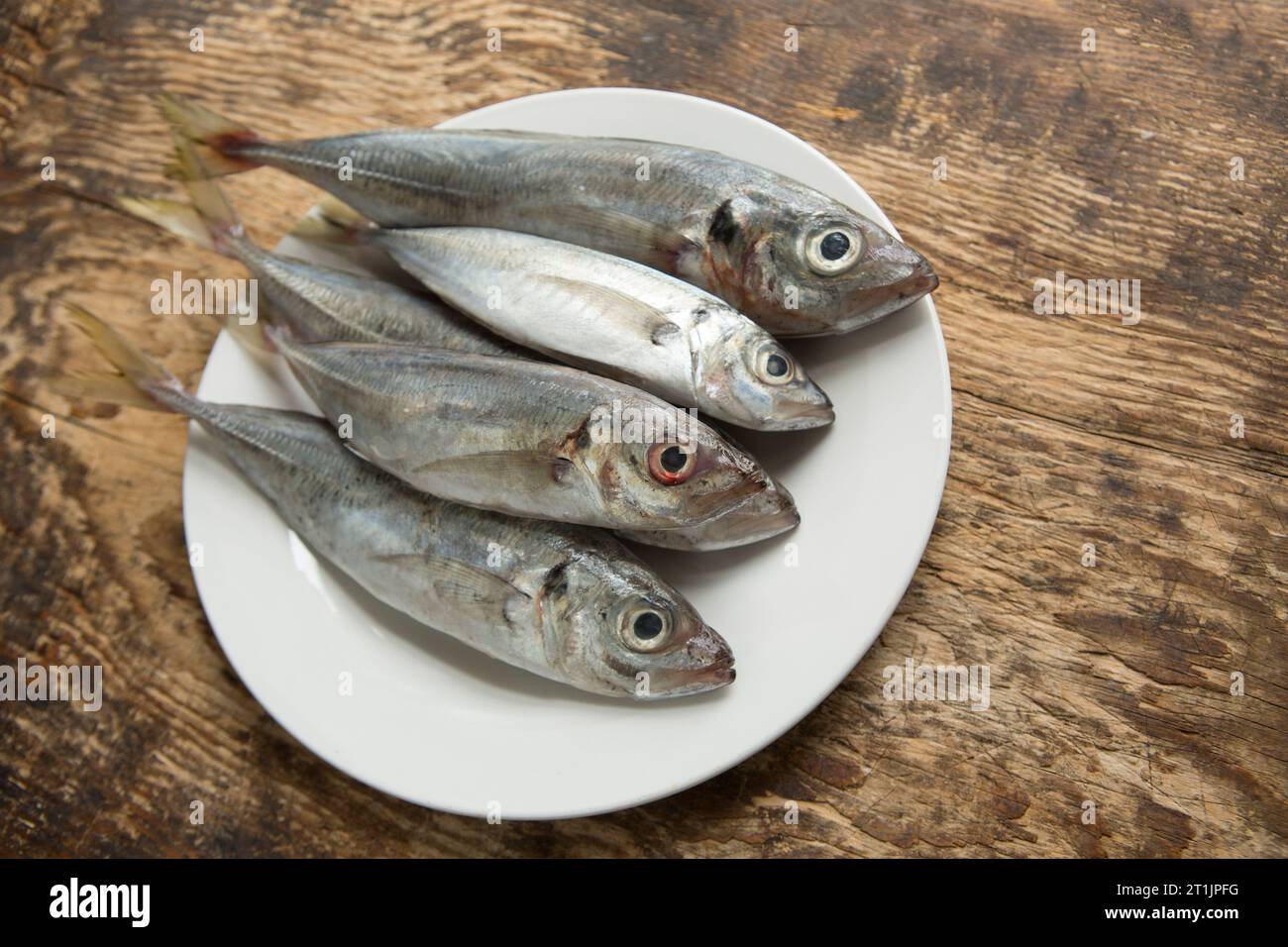 Trachurus trachurus, fresco e crudo, pescato nella Manica in preparazione per la cottura alla griglia. Gli SCAD sono a volte indicati come sgombro di cavallo. Dor Foto Stock