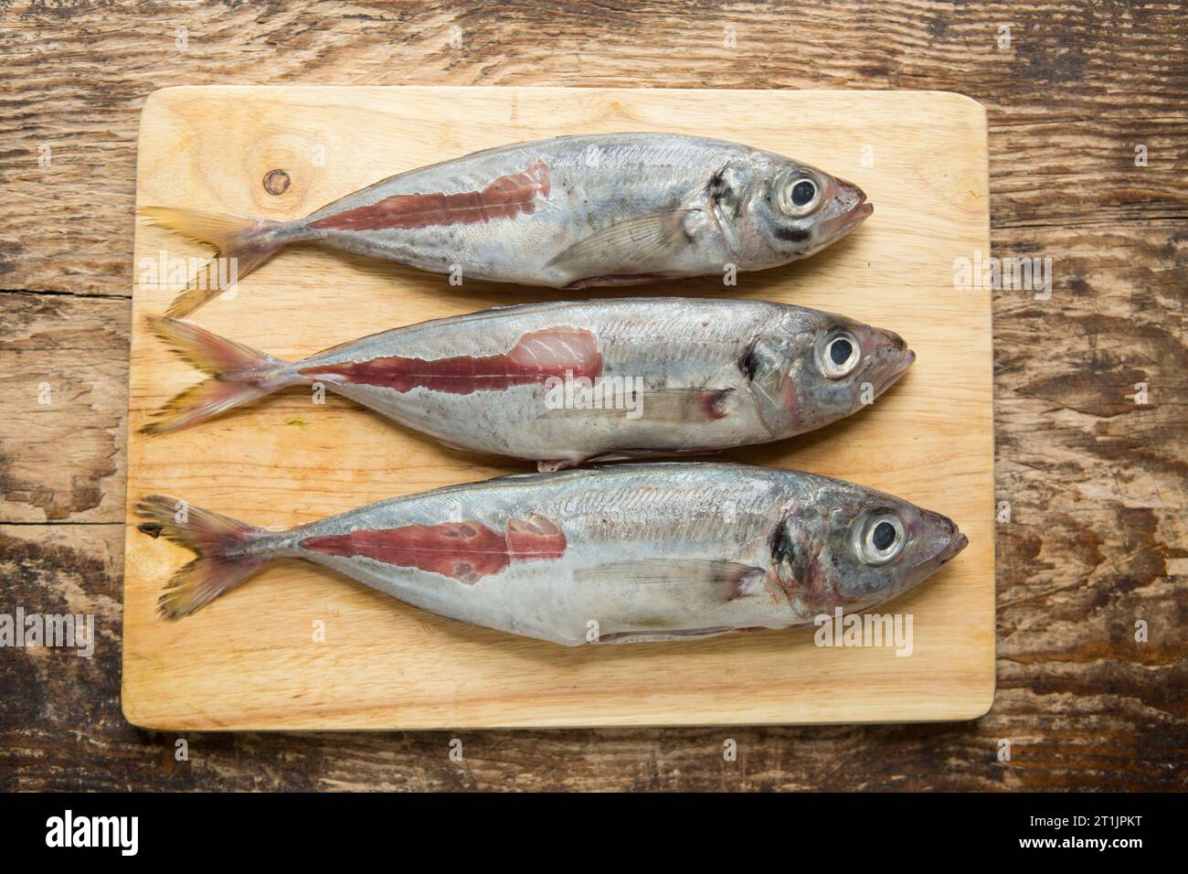 Trachurus trachurus, fresco e crudo, pescato nella Manica in preparazione per la cottura alla griglia. Gli SCAD sono a volte indicati come sgombro di cavallo. SCA Foto Stock