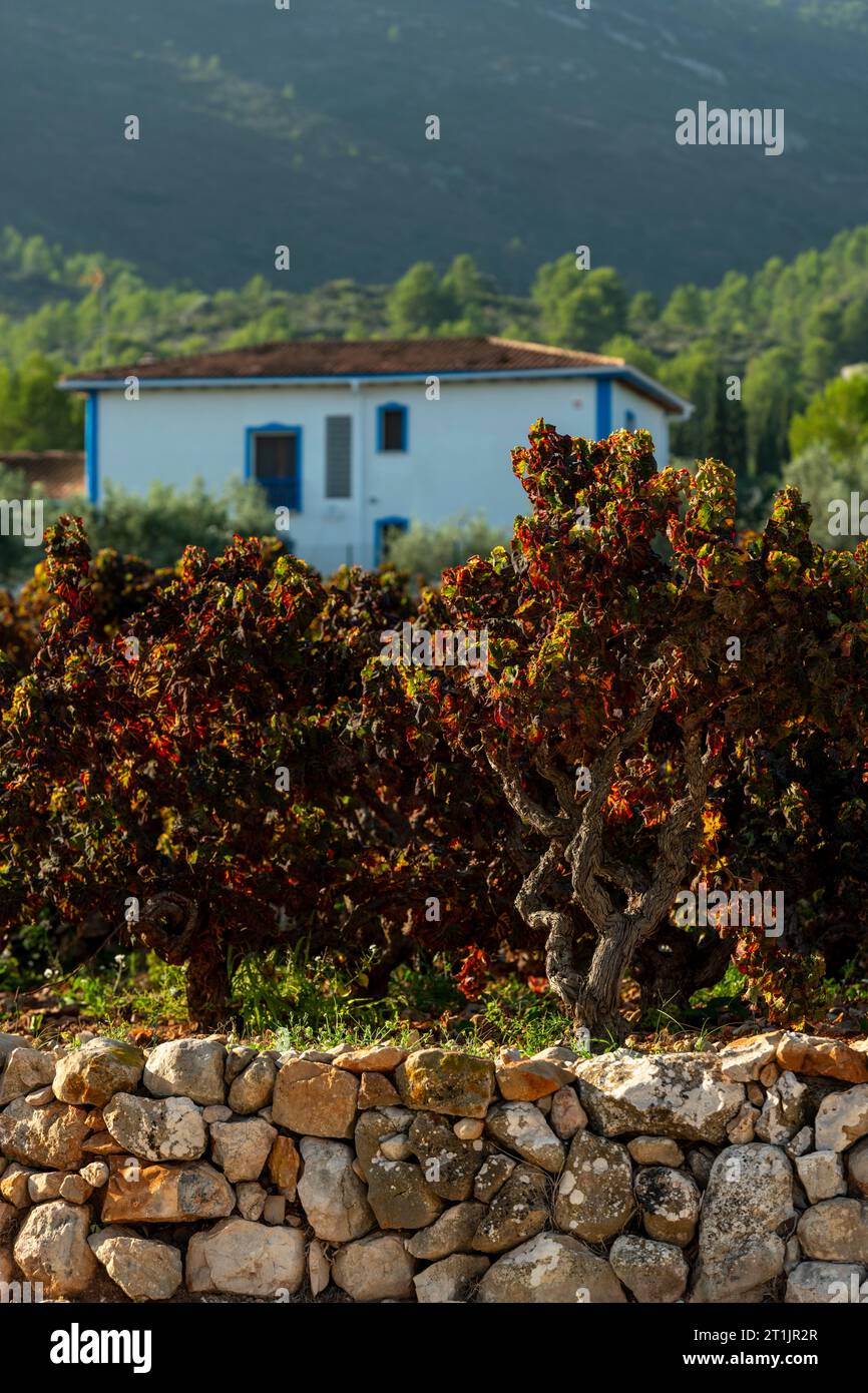 Vigneto a Lliber, Alicante, Spagna in autunno con colori giallo, verde e rosso sulle foglie - foto stock Foto Stock