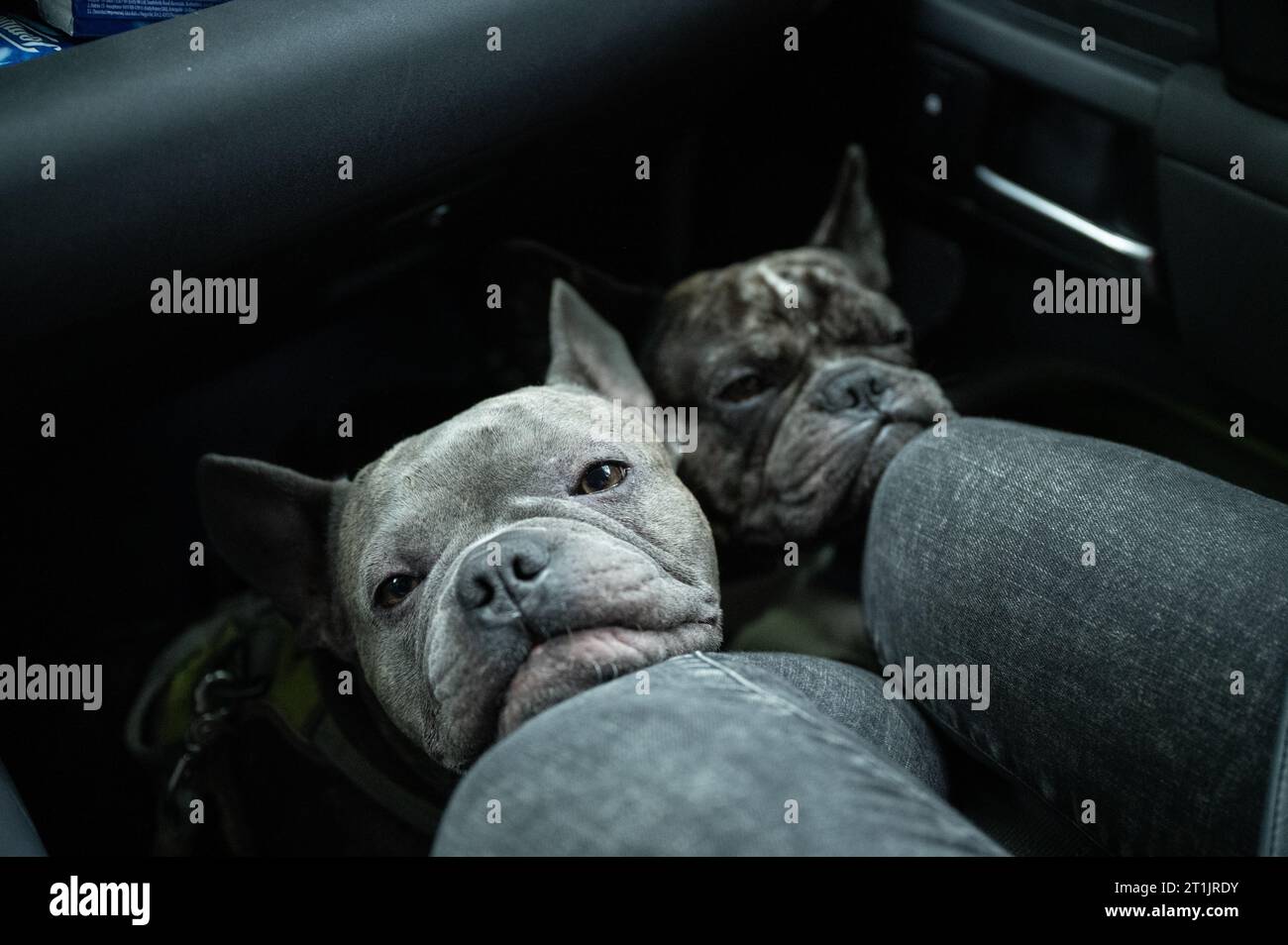 Due bulldog francesi, che viaggiano rilassati nella zona piedi del lato passeggero in un'auto e poggiano la testa sulle ginocchia dei proprietari. Foto Stock