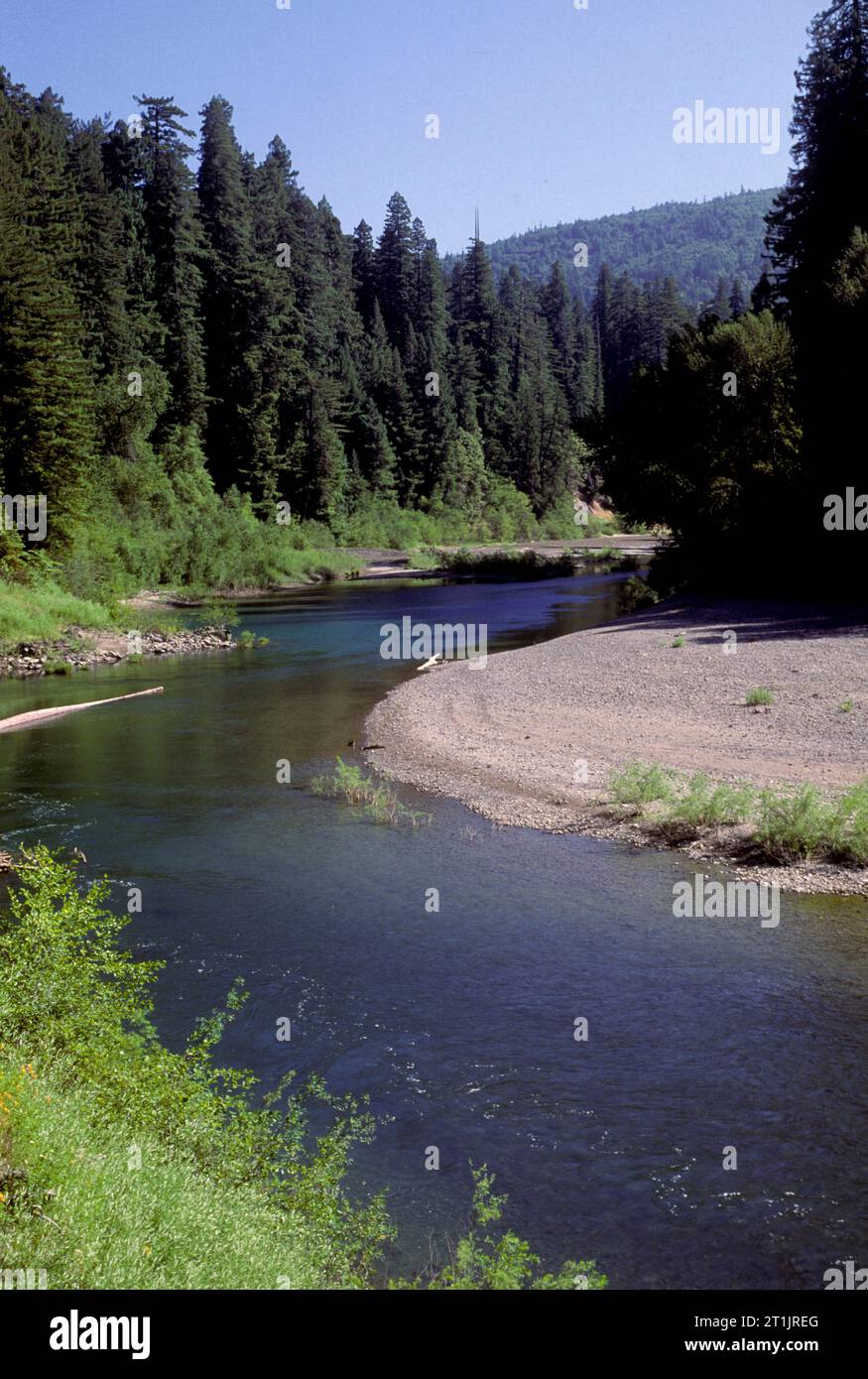 Forcella a sud del fiume Anguilla, Humboldt Redwoods State Park, California Foto Stock