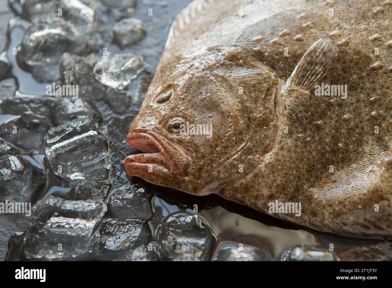 Un rombo crudo, Scophthalmus maximus, pescato nel canale inglese che sarà grigliato con olio d'oliva. Dorset Inghilterra Regno Unito GB Foto Stock