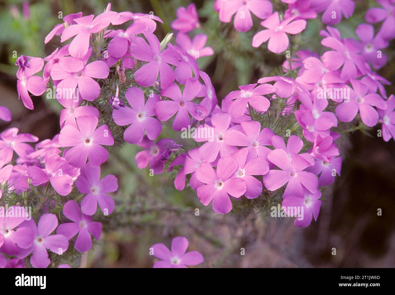 Phlox, Malibu Creek State Park, Santa Monica Mountains National Recreation Area, California Foto Stock