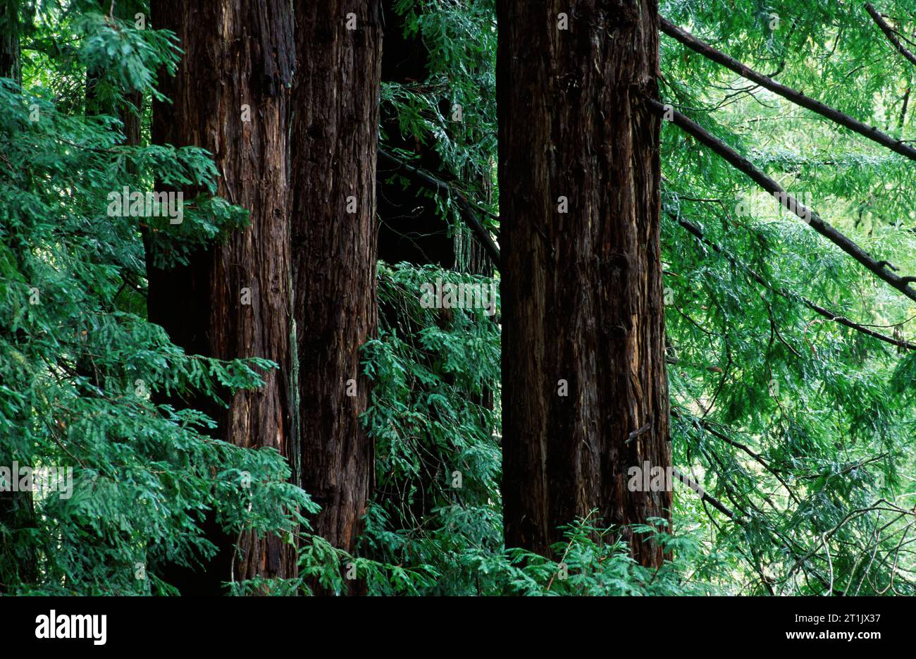 Sequoie costiere, Samuel P. Taylor State Park, Golden Gate National Recreation area, California Foto Stock