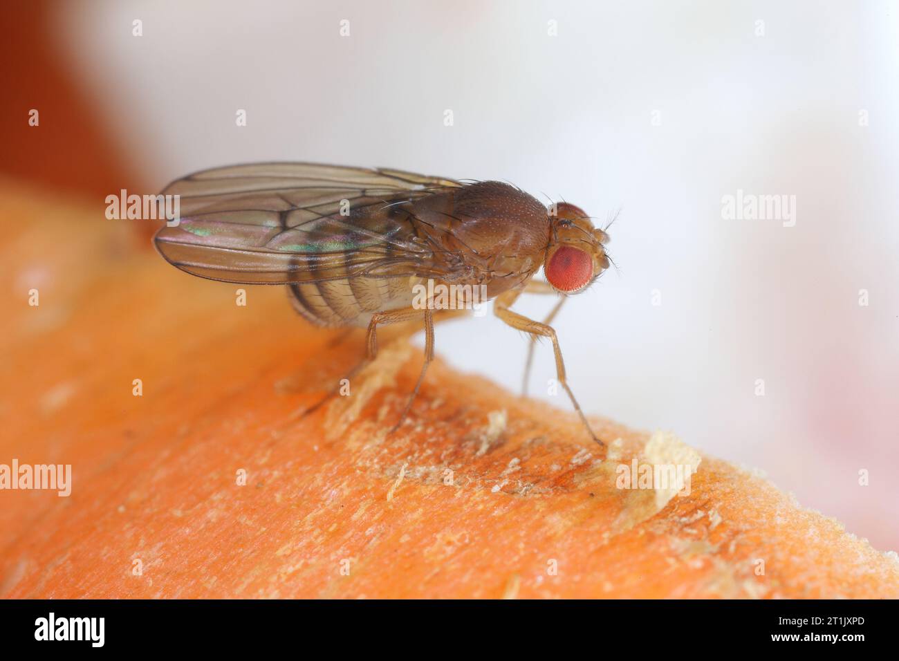 Mosca della frutta o mosca dell'aceto (Drosophila melanogaster) su bucce di carote. Foto Stock