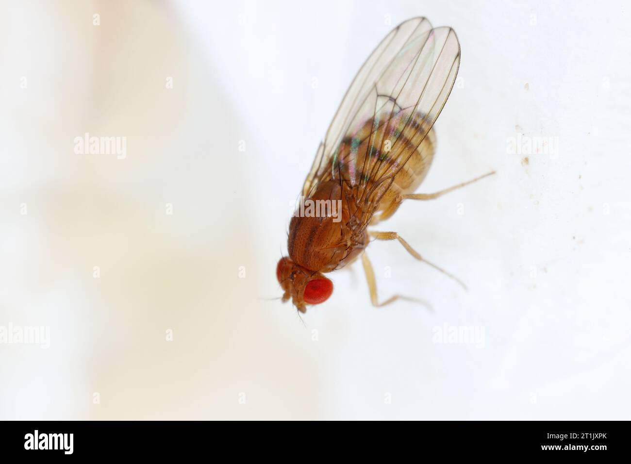 La Drosophila melanogaster mosca della frutta extreme close up macro Foto Stock