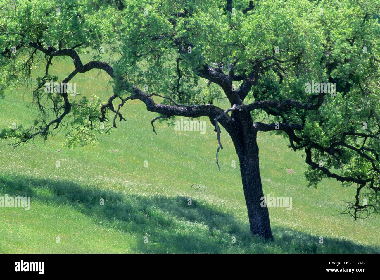 Rovere, San Luis Obispo County, California Foto Stock