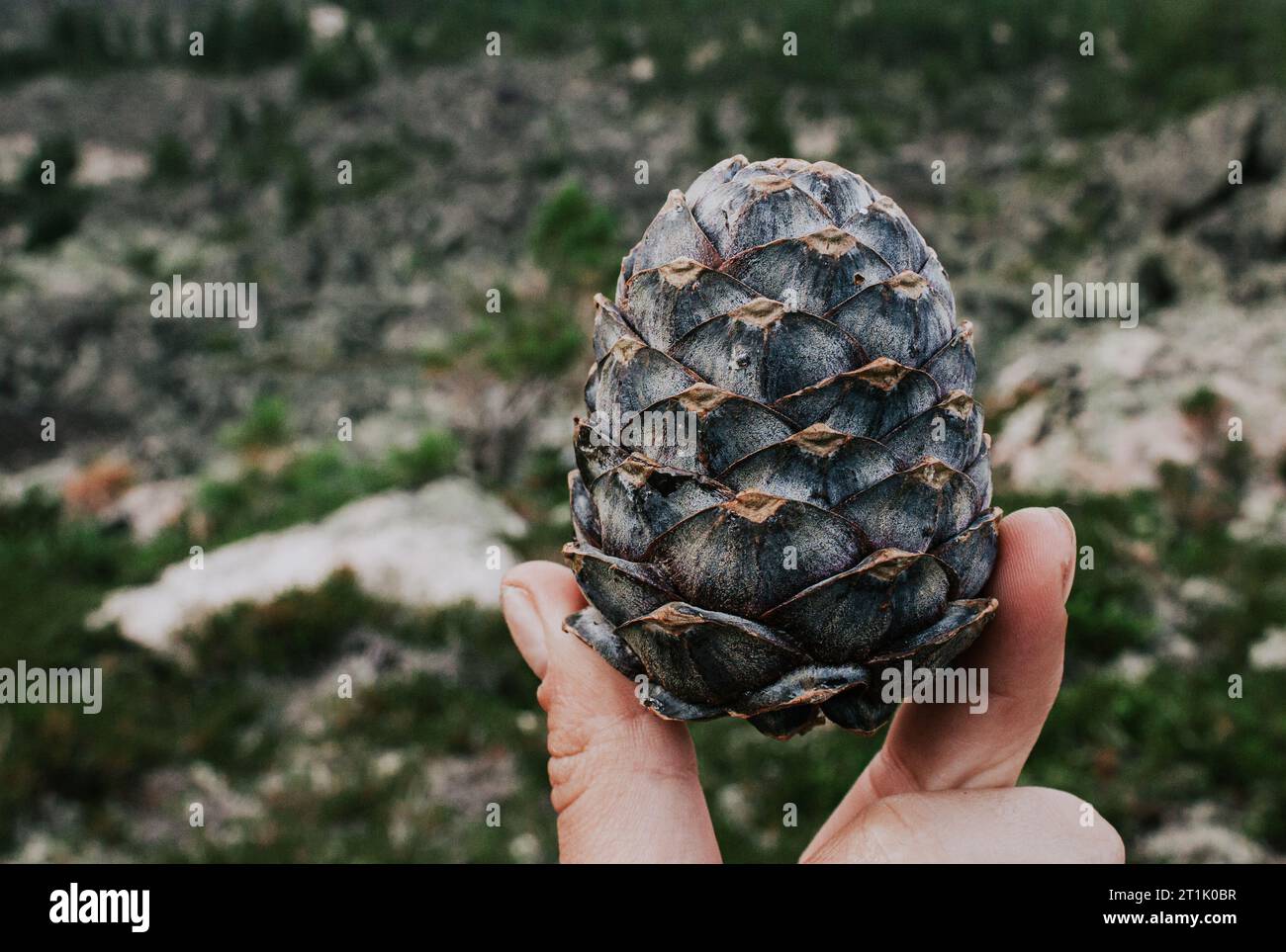 Splendido cono di pino cedro in una mano sullo sfondo della foresta. Fonte di acidi grassi polinsaturi. Uso nella medicina popolare. Doni della natura selvaggia. Foto Stock
