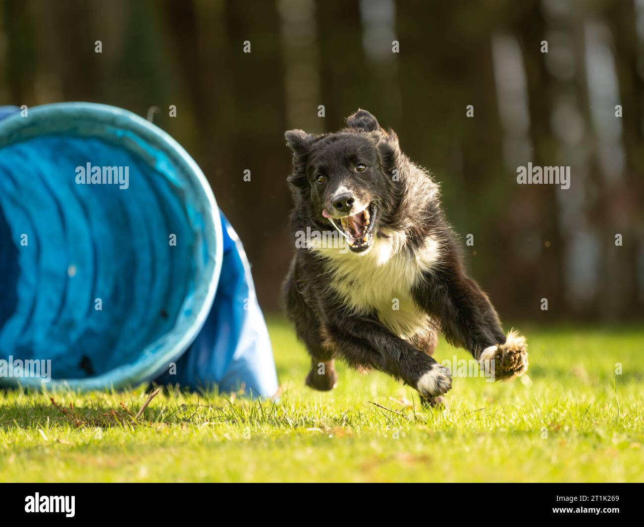 Un cane Collie di confine veloce sta attraversando un tunnel di agilità. Allenamento per una competizione sportiva Foto Stock