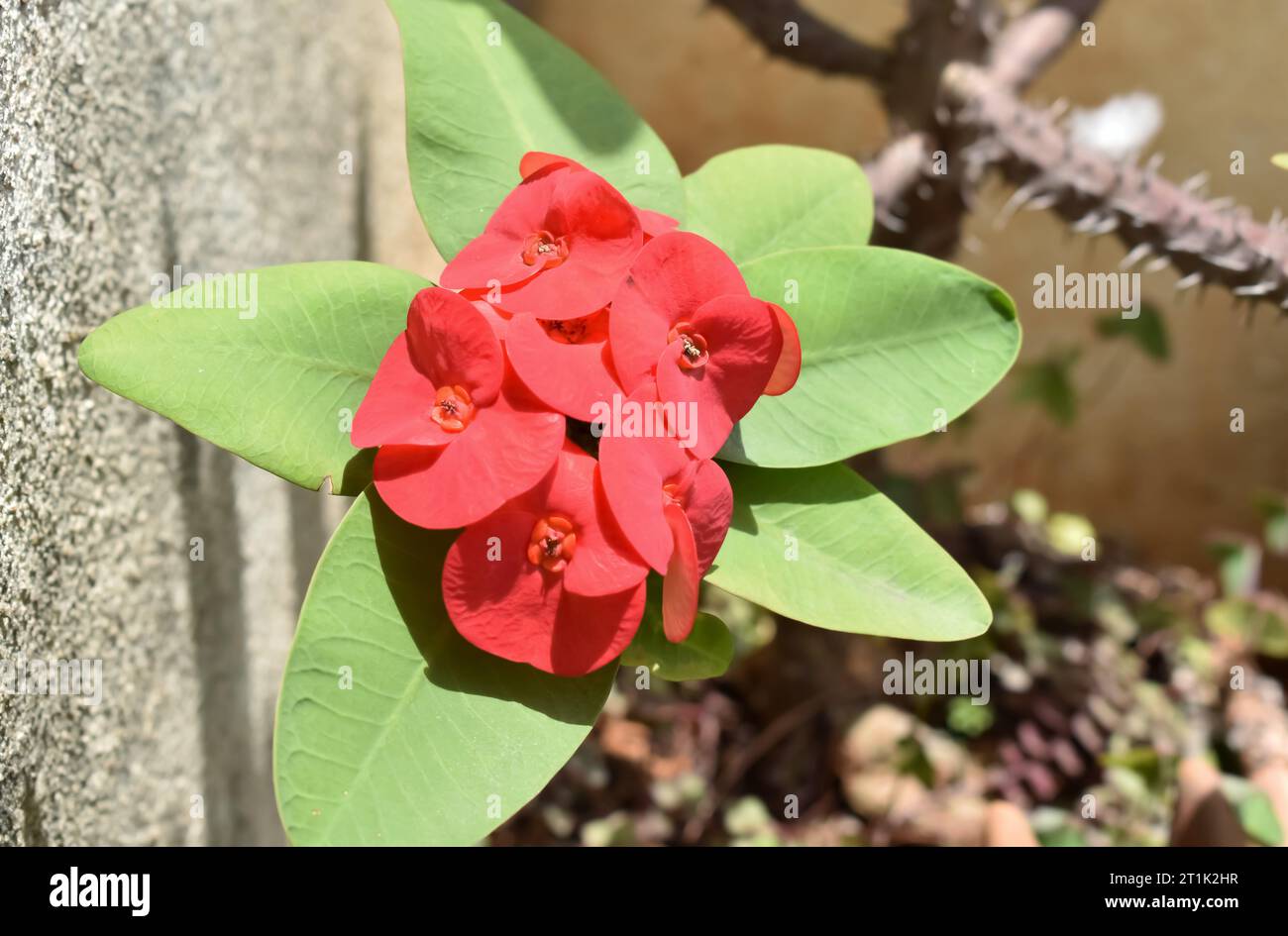 Un primo piano dell'immagine a fuoco selettivo della corona di fiori rossi di spina in giardino durante il sole. Foto Stock