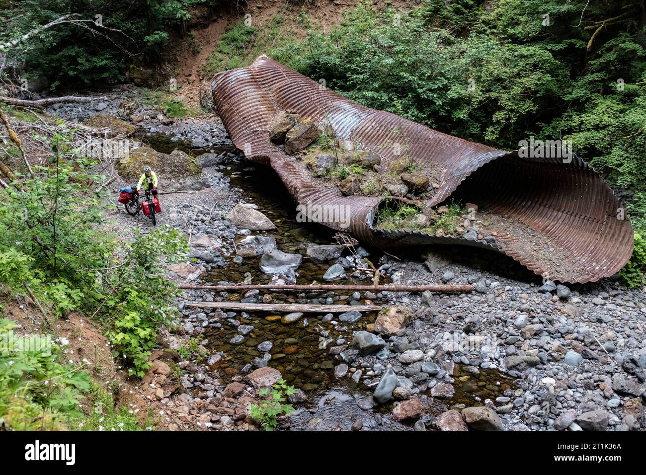 WA24553-00..... WASHINGTON - Vicky Springgravel bike Touring sulla Forest Service Road 2510 nella Duckabuish River Valley, Olympis National Forest, Hood Foto Stock