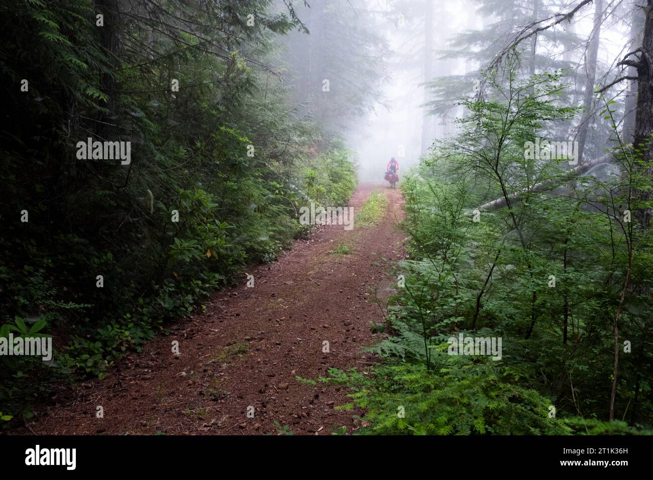 WA24554-00..... WASHINGTON - Vicky Spring Gravel bike Touring on Forest Service Road , Olympis National Forest, Hood River Dristric. Olympic Bikepacki Foto Stock