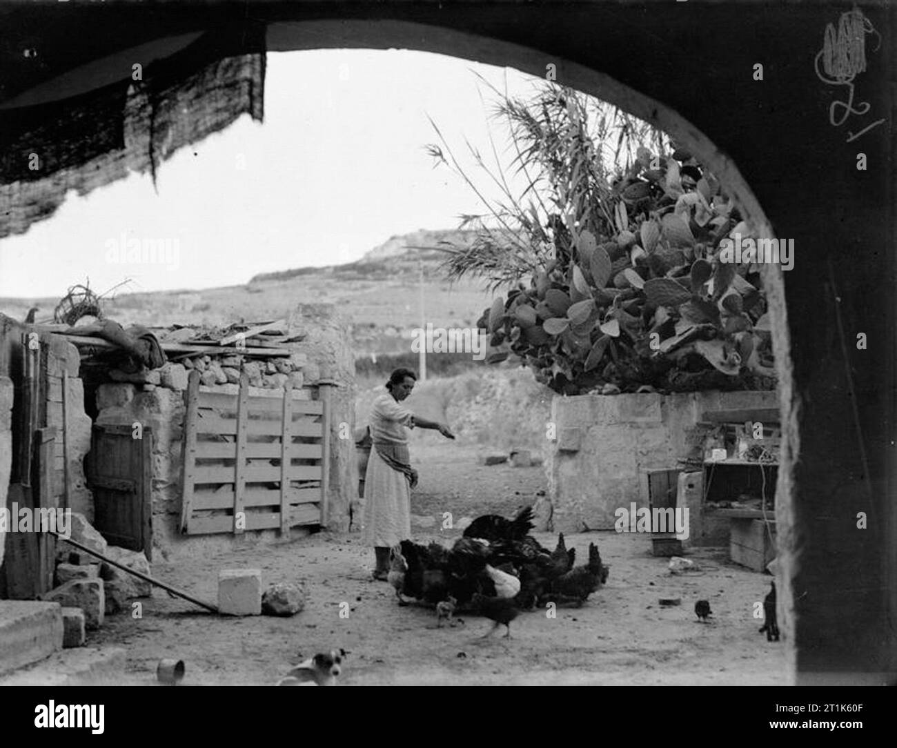 Malta Brave Visage- Vita quotidiana sulla croce di San Giorgio isola. Il 17 agosto 1942. Donna Maltese alimentando il Suo pollame. Foto Stock