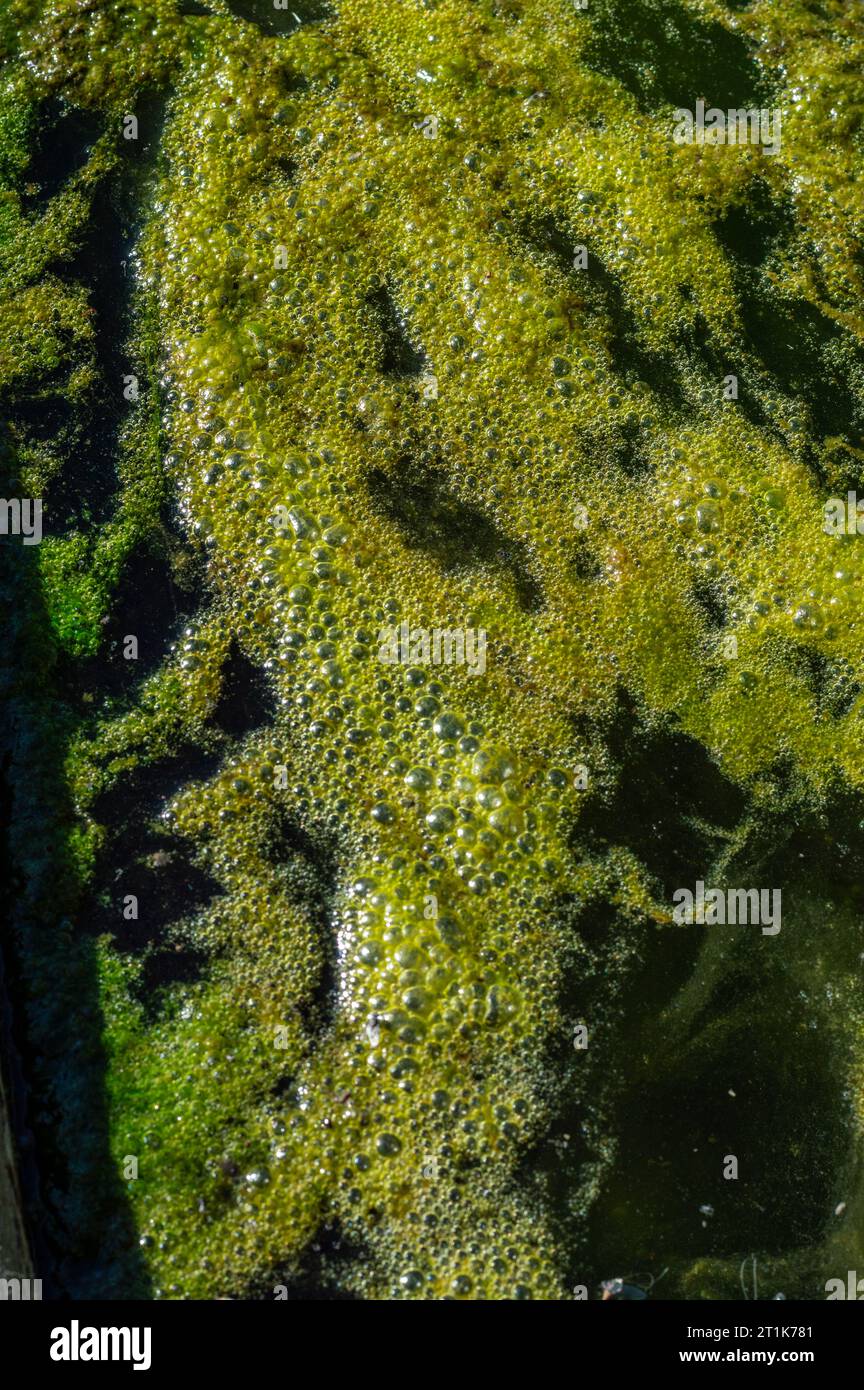 Le alghe di acqua dolce Spirogyra rilasciano ossigeno nell'aria, sintesi di ossigeno nei corpi idrici Foto Stock