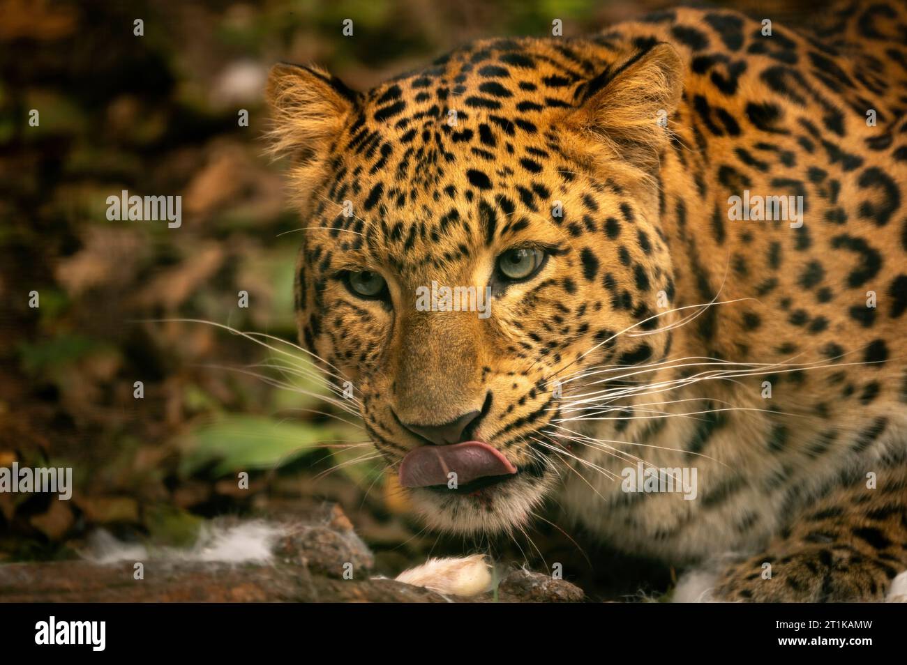 Leopardo della Cina settentrionale (Panthera pardus japonensis) allevato in cattività. Foto Stock