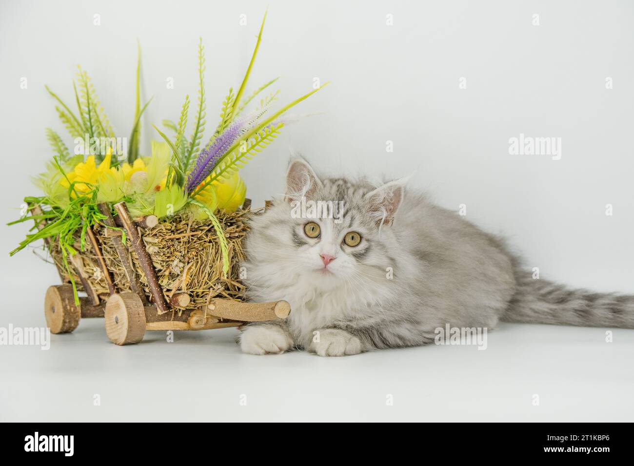 Cakyn - gattino siberiano e decorazione pasquale Foto Stock