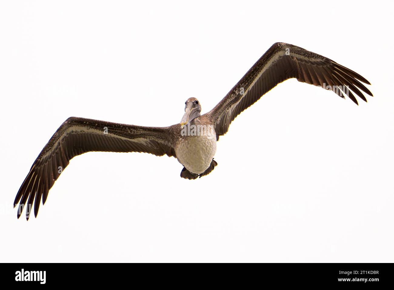 Un pellicano marrone che vola sulla spiaggia. Questa è una specie giovanile orientale. Foto Stock