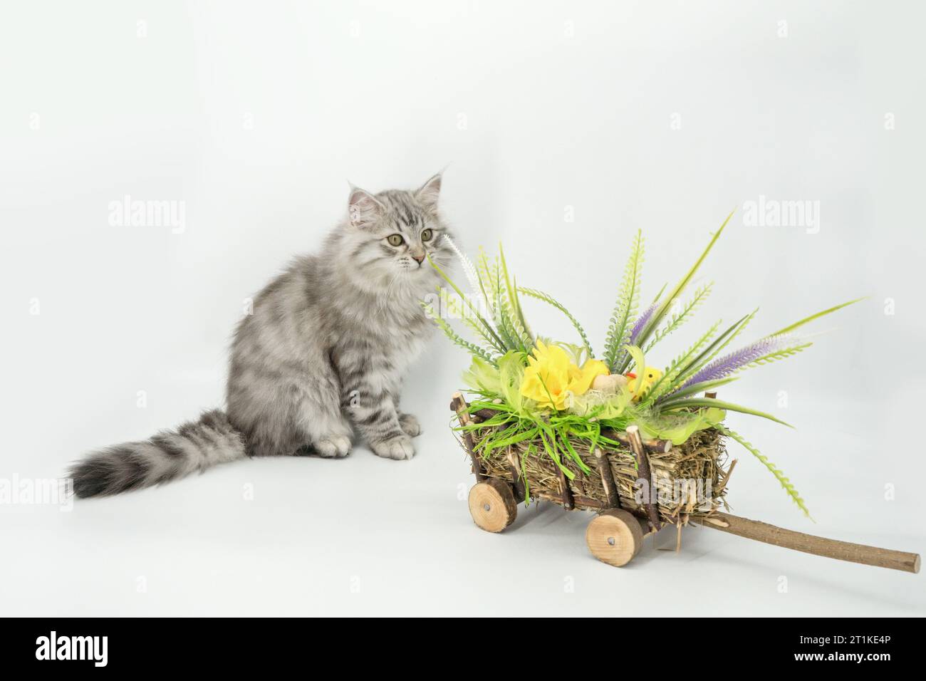 Cuk - gattino siberiano e decorazione pasquale Foto Stock