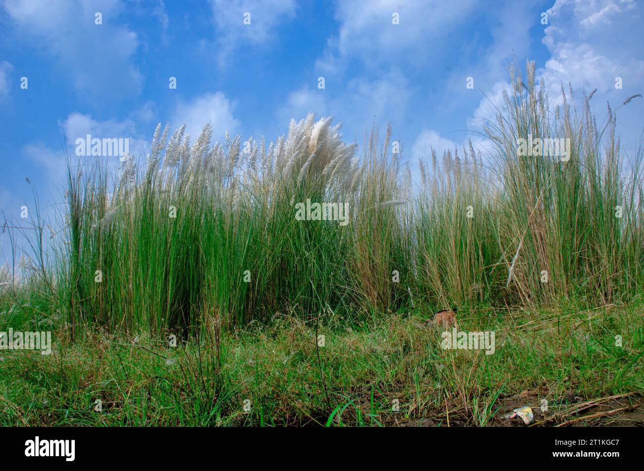 fiore di kash e bengala occidentale in india Foto Stock