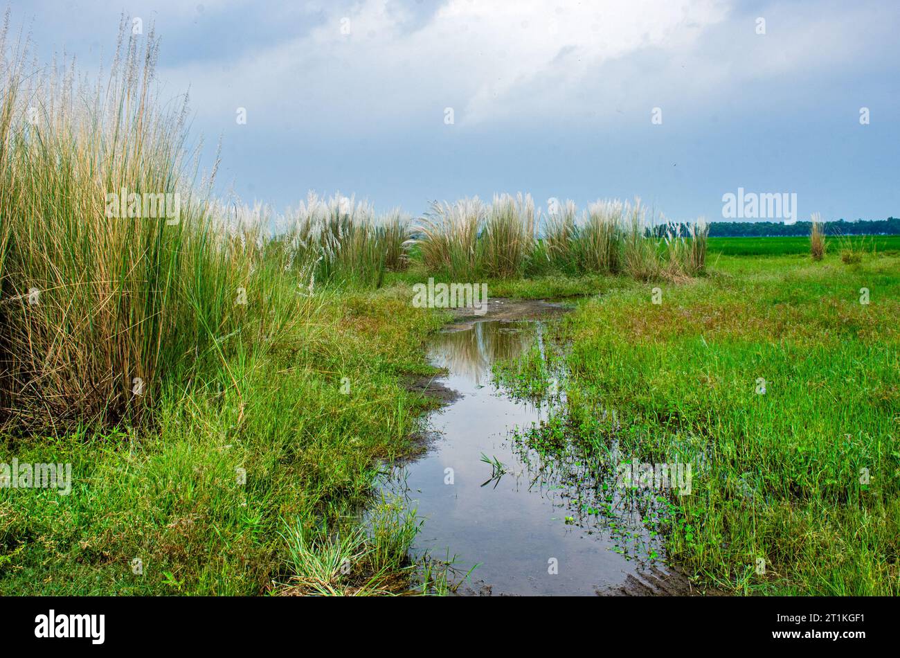 fiore di kash e bengala occidentale in india Foto Stock