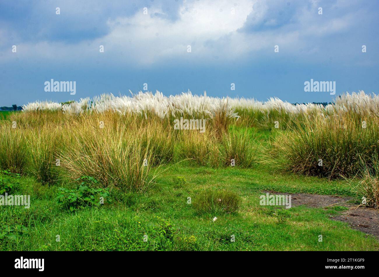 fiore di kash e bengala occidentale in india Foto Stock
