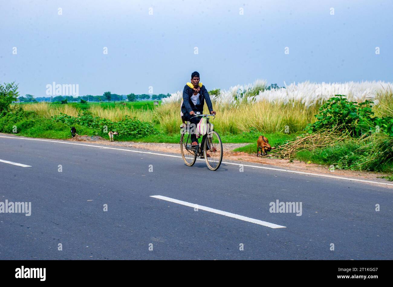 fiore di kash e bengala occidentale in india Foto Stock