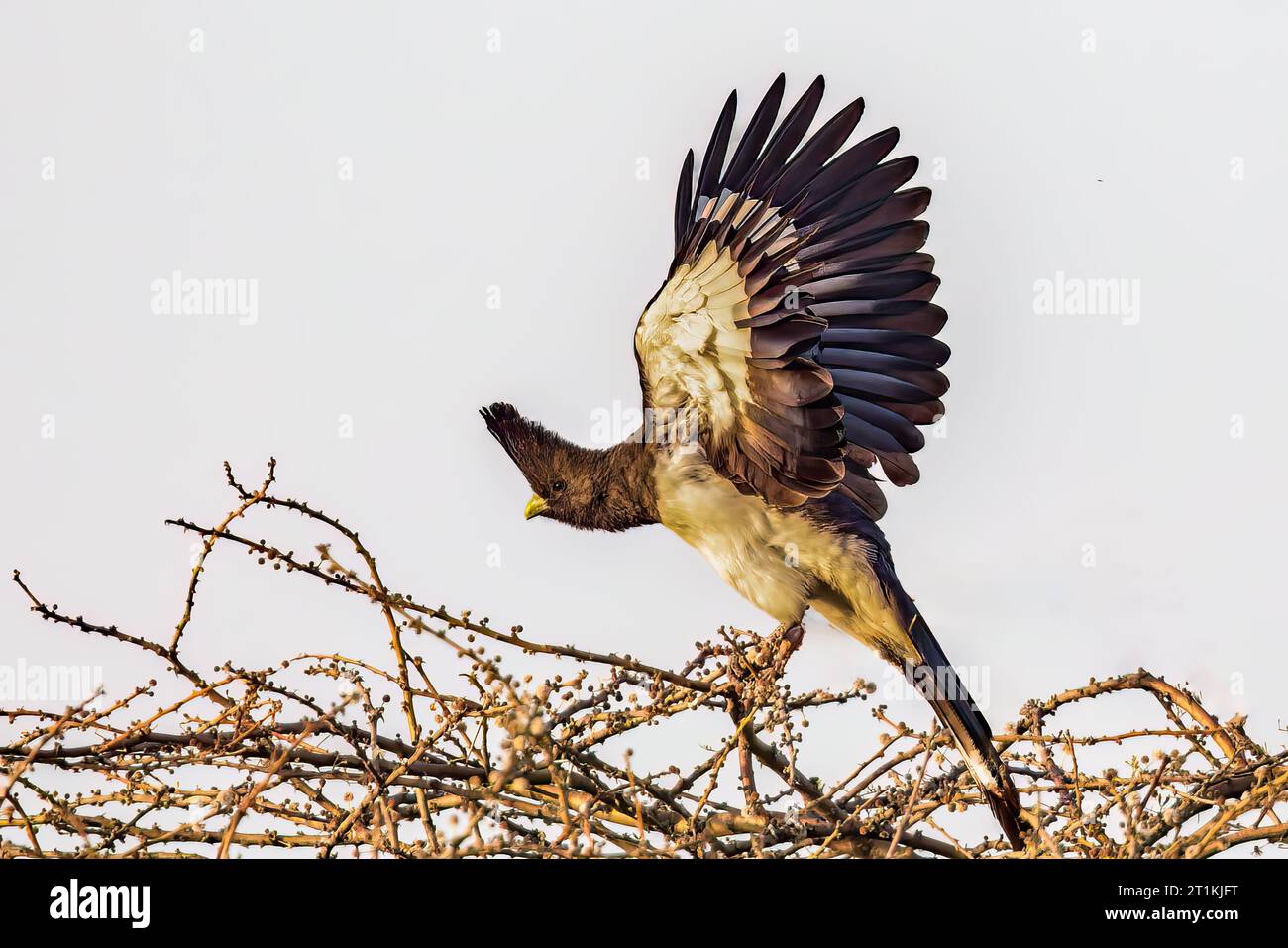 Un uccello bianco che vola in Etiopia. Foto Stock