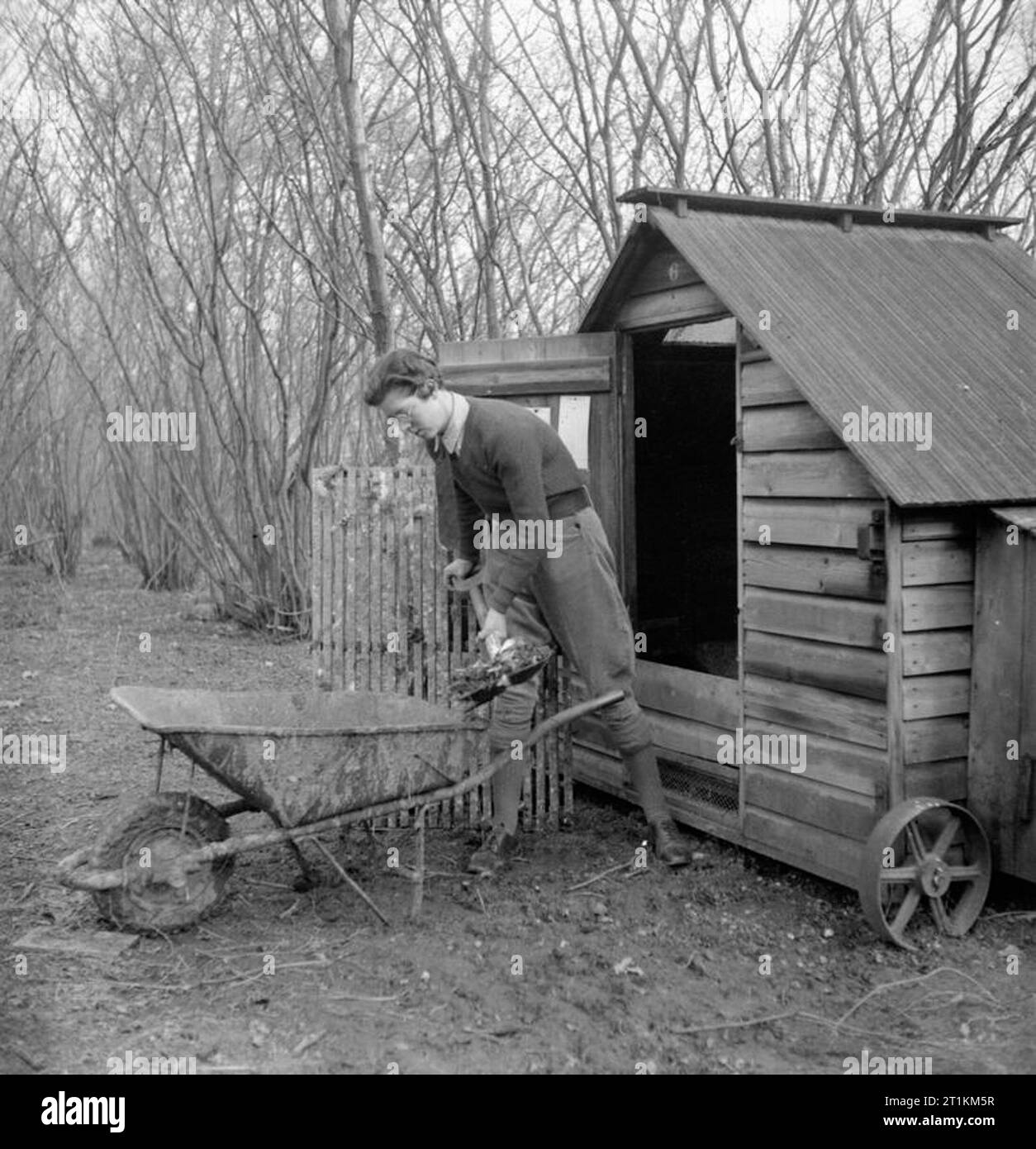 Come mantenere il pollame- consigli ai detentori di pollo, UK, 1944 Una terra ragazza badili sterco di gallina casa in una carriola per uso come concime altrove nell'azienda. La casa di pollame è dotato di ruote in modo che possa essere spostato in erba fresca ogni ora e di nuovo. Foto Stock