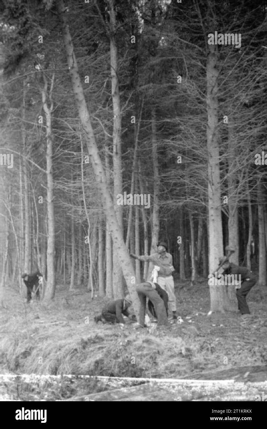 Honduras britannico unità forestali in Gran Bretagna, 1941 uomini da Honduras britannico di tagliare gli alberi in una foresta in Gran Bretagna. Foto Stock