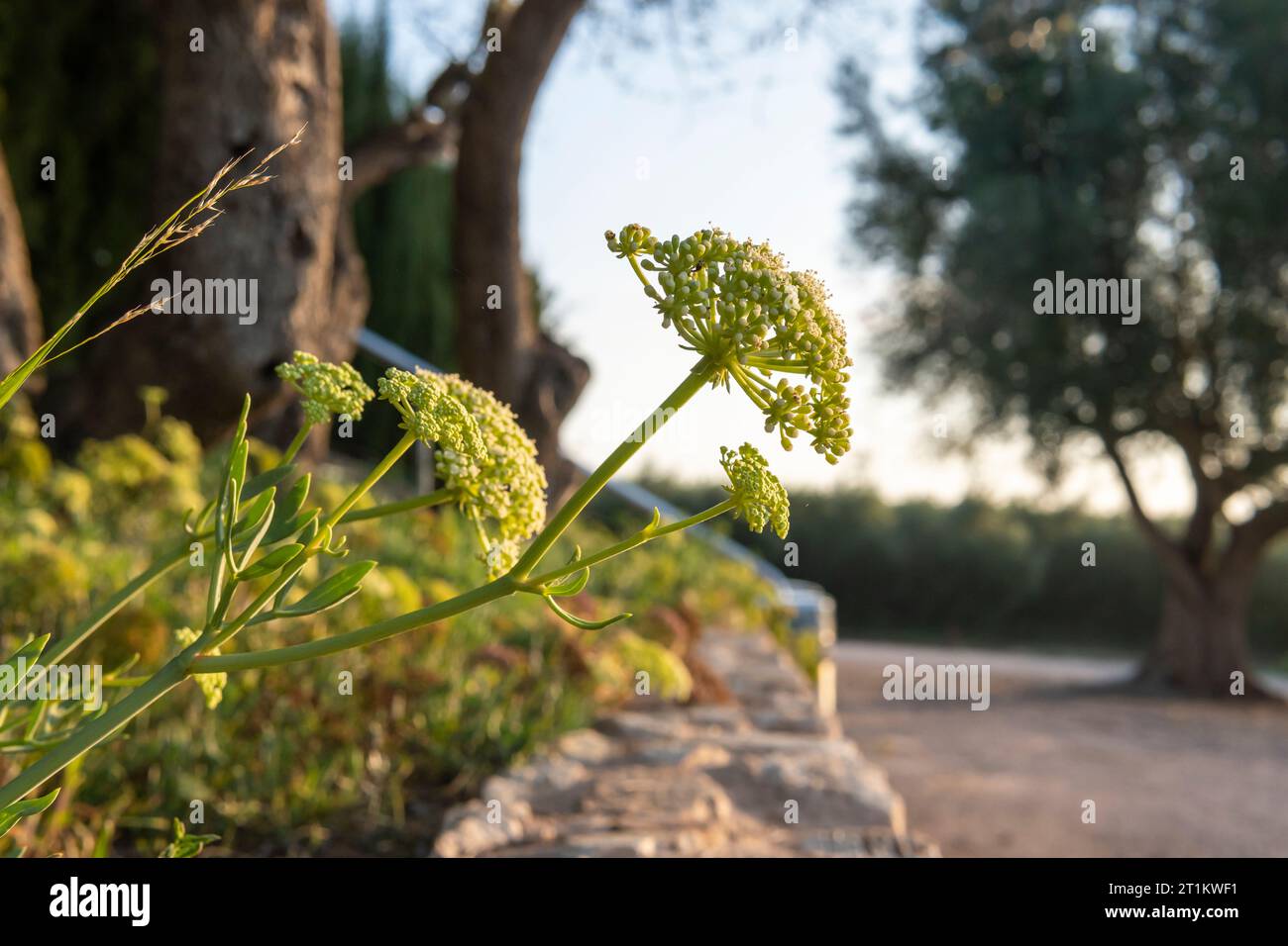 Primo piano di samphire fiorito, Crithmum maritimum, all'alba sull'isola di Maiorca, Spagna Foto Stock