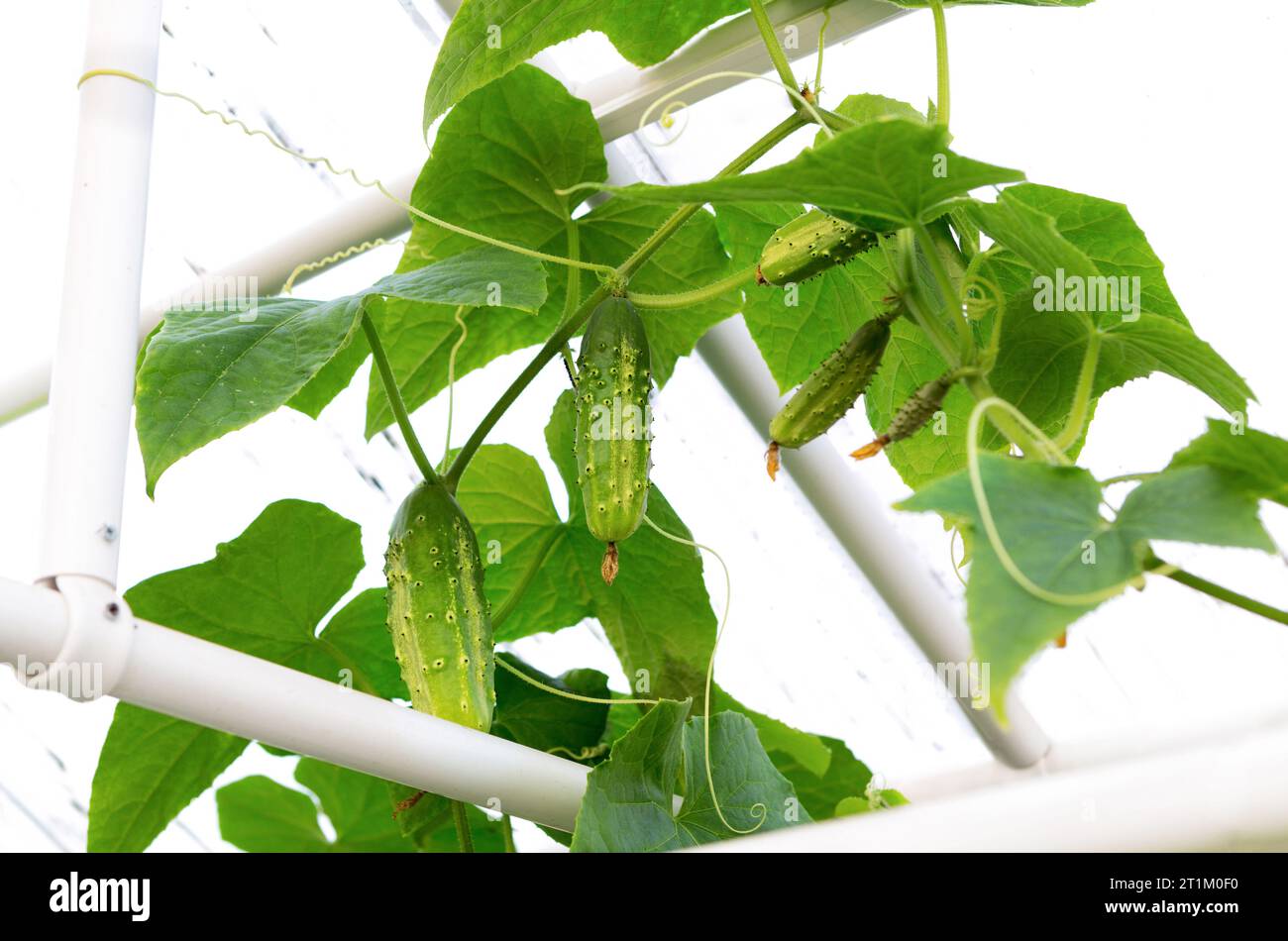 Cetrioli che crescono nella serra. Coltivazione di cetrioli biologici. Foto Stock