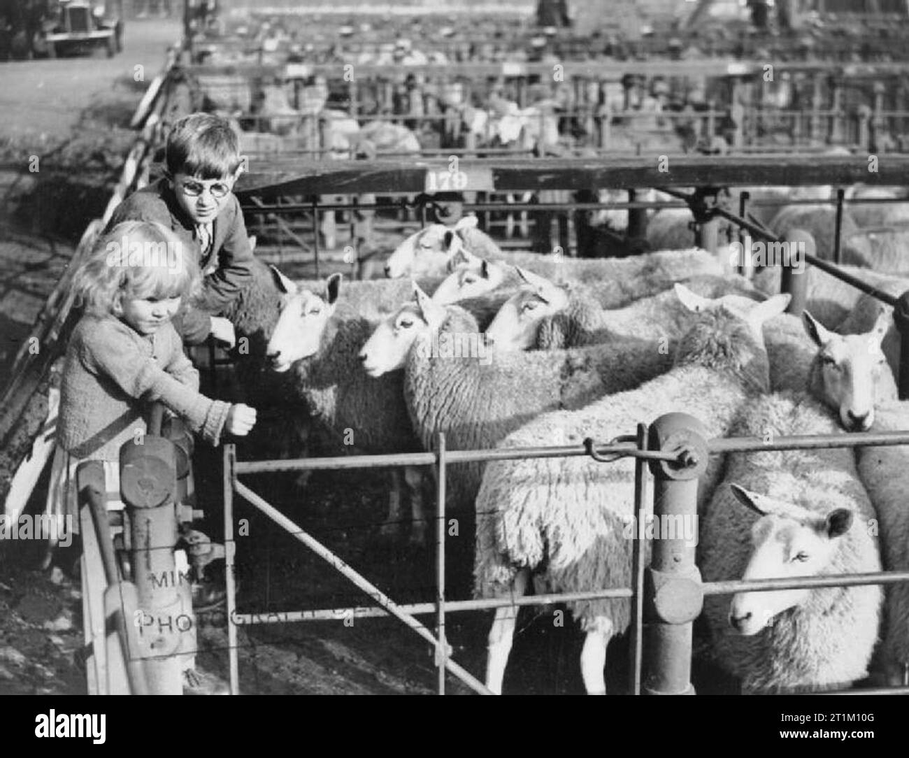Il civile schema di evacuazione nella Seconda Guerra Mondiale di sfollati familiarizzare con il bestiame e la vita rurale dopo lo spostamento da Londra a mercati agricoli comuni. La foto mostra: giorno di mercato a Market Harborough, Leicestershire. Due giovani londinesi ispezionare pecore in penne al mercato. Foto Stock